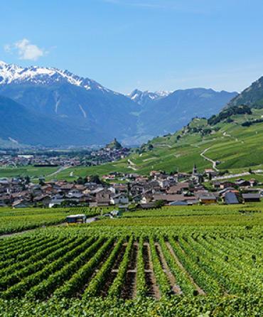 Unsere Reben – wir sind auch Winzer!